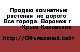 Продаю комнатные растения  не дорого - Все города, Воронеж г.  »    . Крым,Каховское